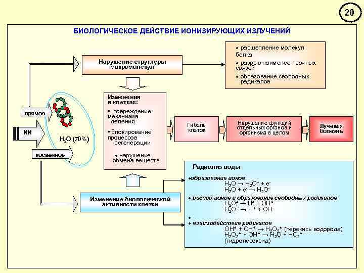 20 БИОЛОГИЧЕСКОЕ ДЕЙСТВИЕ ИОНИЗИРУЮЩИХ ИЗЛУЧЕНИЙ · расщепление молекул белка · разрыв наименее прочных связей