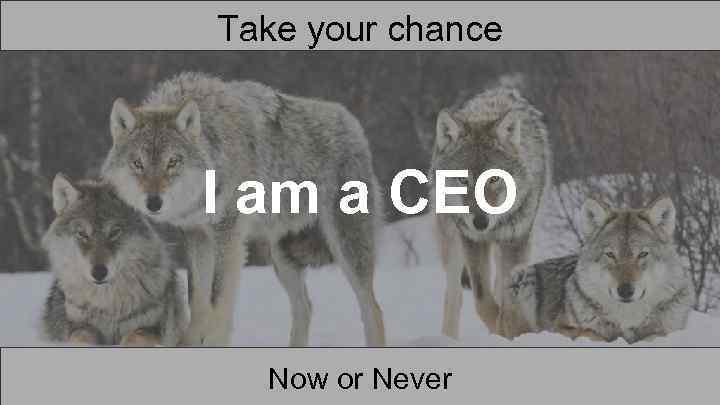 Take your chance I am a CEO Now or Never 
