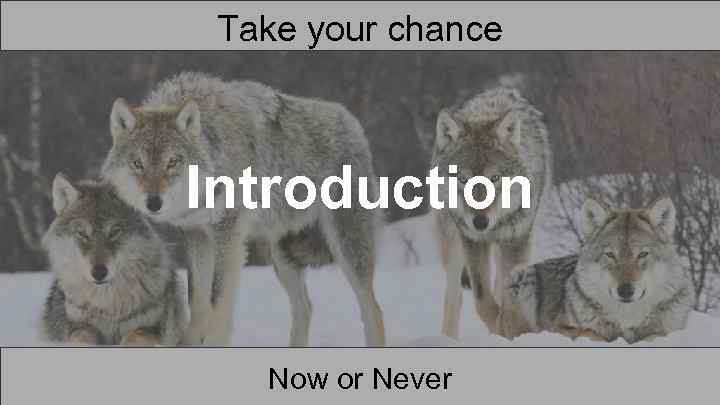 Take your chance Introduction Now or Never 