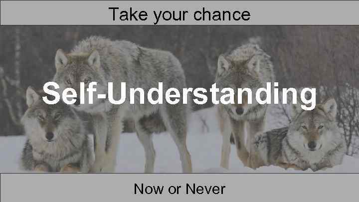 Take your chance Self-Understanding Now or Never 