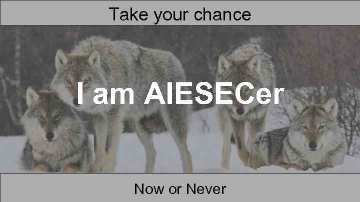 Take your chance I am AIESECer Now or Never 