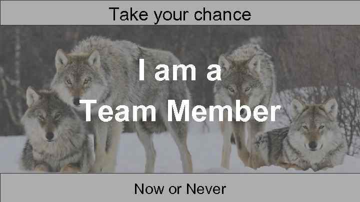 Take your chance I am a Team Member Now or Never 