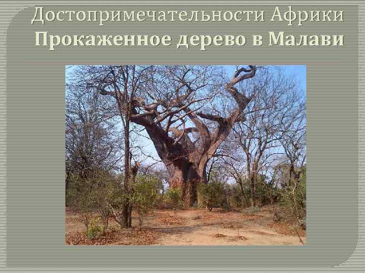 Достопримечательности Африки Прокаженное дерево в Малави 