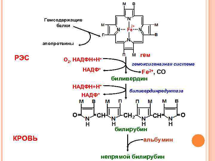 Гемсодержащие белки апопротеины РЭС О 2 , НАДФН+Н+ НАДФ+ гемоксигеназная система Fe 2+, CO