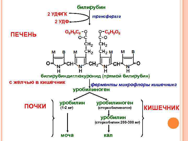 билирубин 2 УДФГК трансфераза 2 УДФ О 6 Н 9 С 6 ПЕЧЕНЬ С