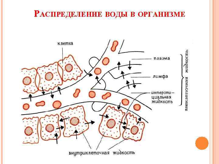 РАСПРЕДЕЛЕНИЕ ВОДЫ В ОРГАНИЗМЕ 