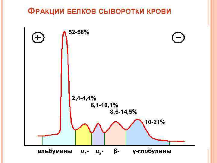 ФРАКЦИИ БЕЛКОВ СЫВОРОТКИ КРОВИ 52 -58% 2, 4 -4, 4% 6, 1 -10, 1%