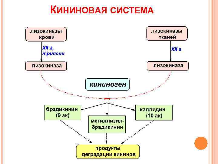 КИНИНОВАЯ СИСТЕМА 