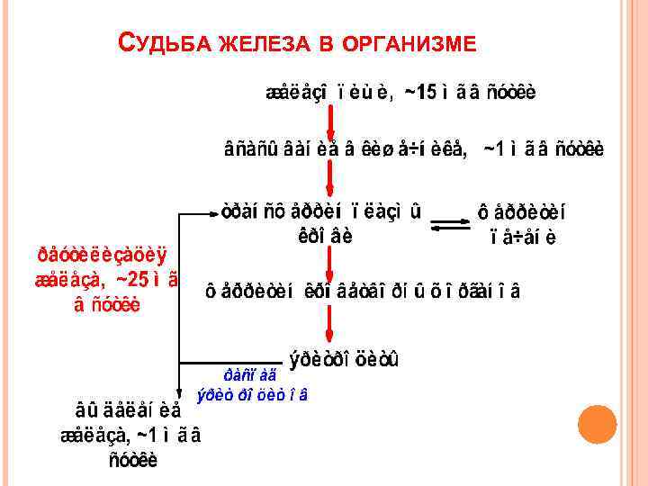 СУДЬБА ЖЕЛЕЗА В ОРГАНИЗМЕ 
