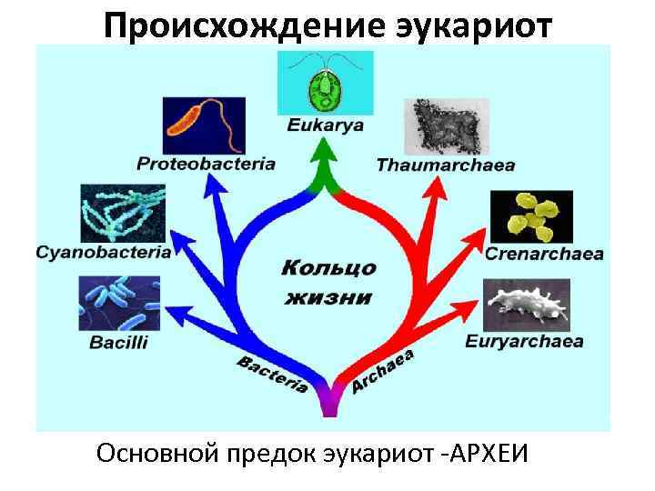 Происхождение эукариот Основной предок эукариот -АРХЕИ 