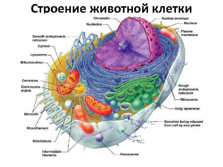 Выберите клетки человека. Структура только животной клетки. Питание человеческой клетки. Клеточное питание новая Эра. Питание животной клетки.