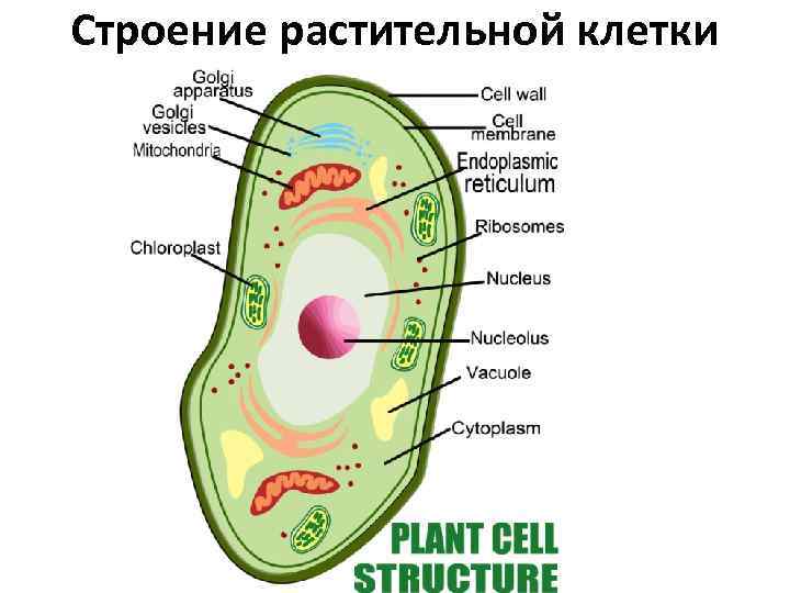 Строение растительной клетки 