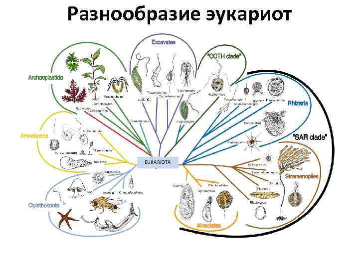 Разнообразие эукариот EUKARIOTA 