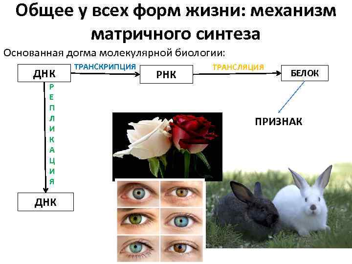 Общее у всех форм жизни: механизм матричного синтеза Основанная догма молекулярной биологии: ДНК Р