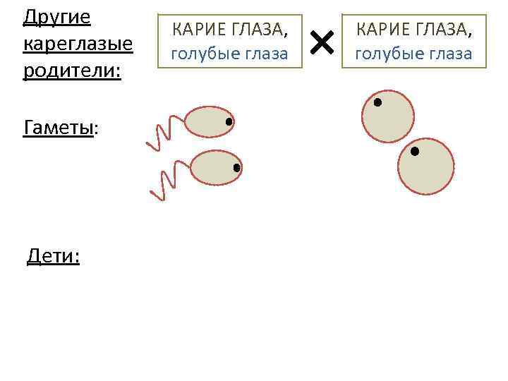 Другие кареглазые родители: Гаметы: Дети: КАРИЕ ГЛАЗА, голубые глаза 