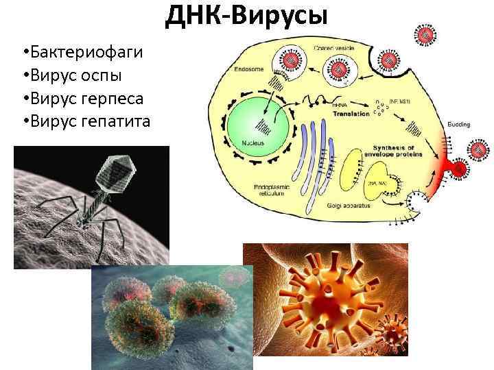 Вирус оспы рисунок