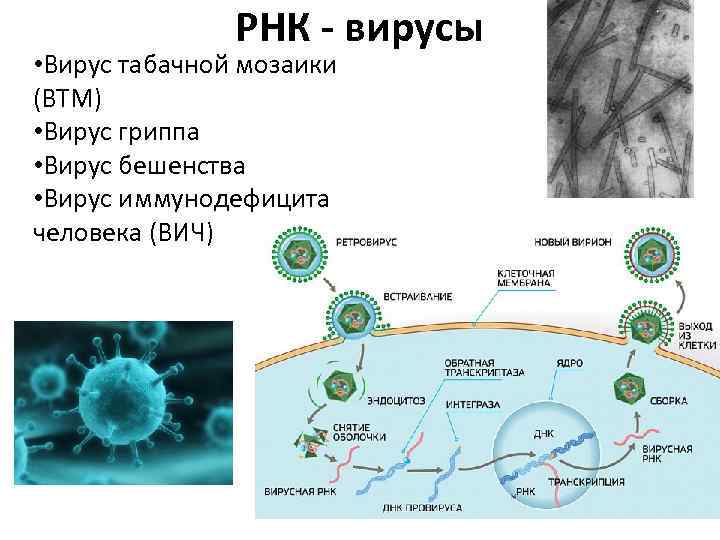 Схема репродукции вируса гриппа