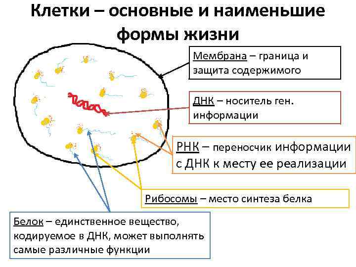 Клетки – основные и наименьшие формы жизни Мембрана – граница и защита содержимого ДНК