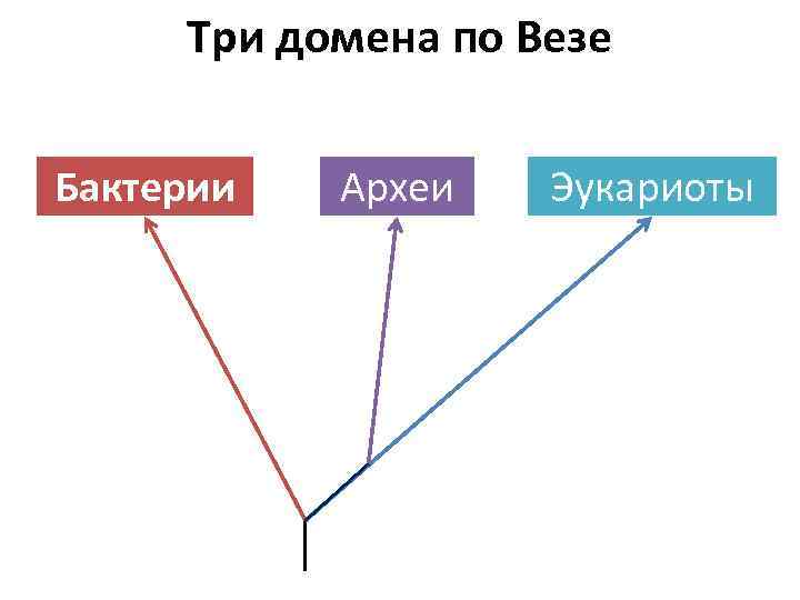 Филогенетическая схема прокариот