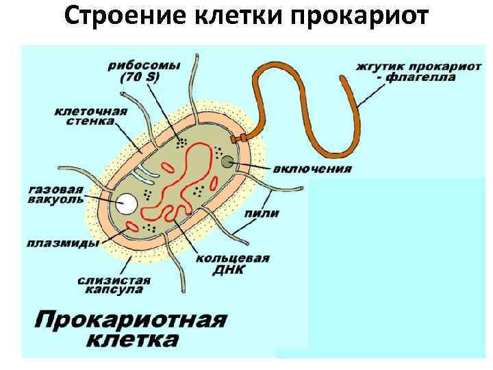 Строение клетки прокариот 