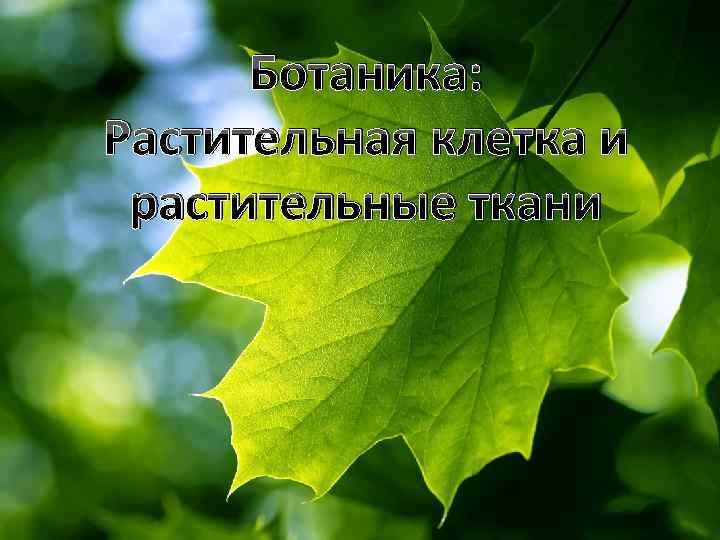 Ботаника: Растительная клетка и растительные ткани 