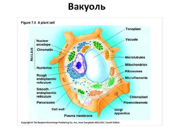 Вакуоль 