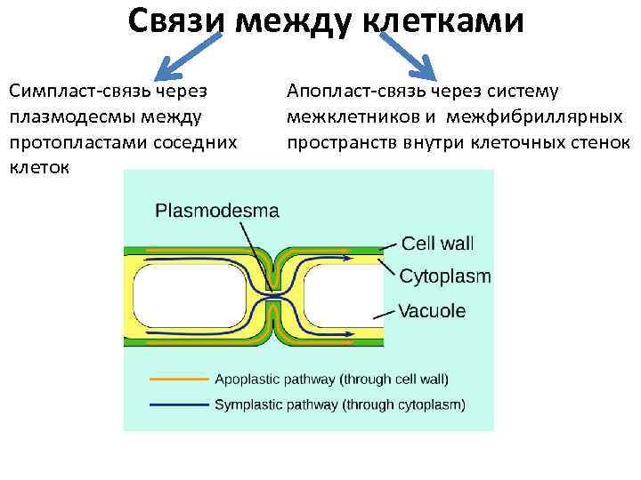 Содержит большое количество межклетников