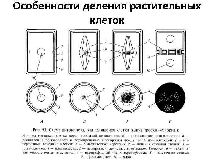 Схема деления растительной клетки