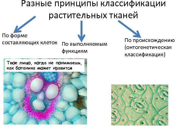 Развитие механической ткани папоротника