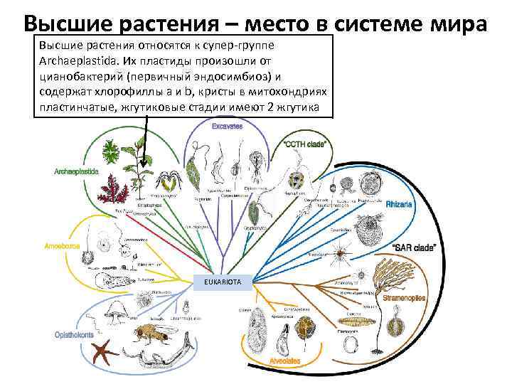 Высшие растения – место в системе мира Высшие растения относятся к супер-группе Archaeplastida. Их