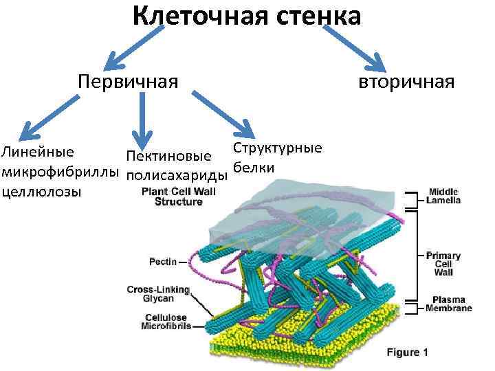 Клеточная стенка Первичная Линейные Пектиновые Структурные микрофибриллы полисахариды белки целлюлозы вторичная 