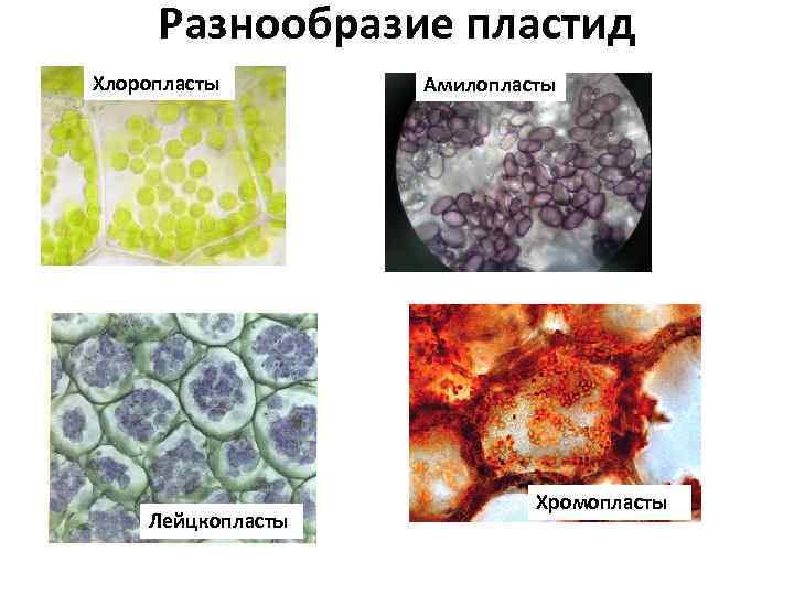 Разнообразие пластид Хлоропласты Лейцкопласты Амилопласты Хромопласты 