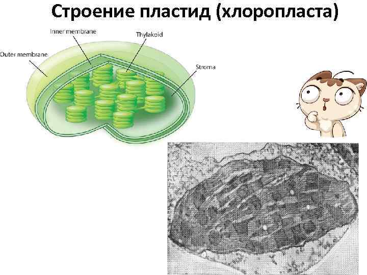 Строение хлоропласта рисунок. Схема строения пластиды. Пластиды и ткани. Строма пластид. Пластиды особенности строения.