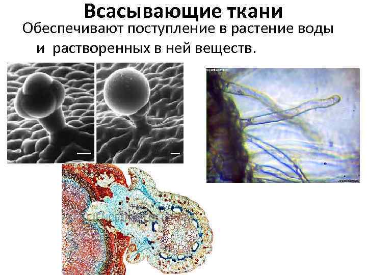 Идентичная клетка. Всасывающая ткань растений. Клетки и ткани обеспечивающие транспорт. Вода клетки и ткани обеспечивающие транспорт. Рисунок простейшей клетки археи.