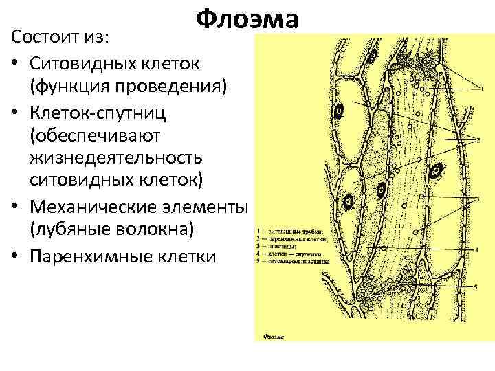 Ситовидные трубки функции