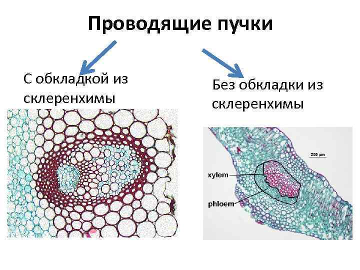 Генетически идентичные клетки