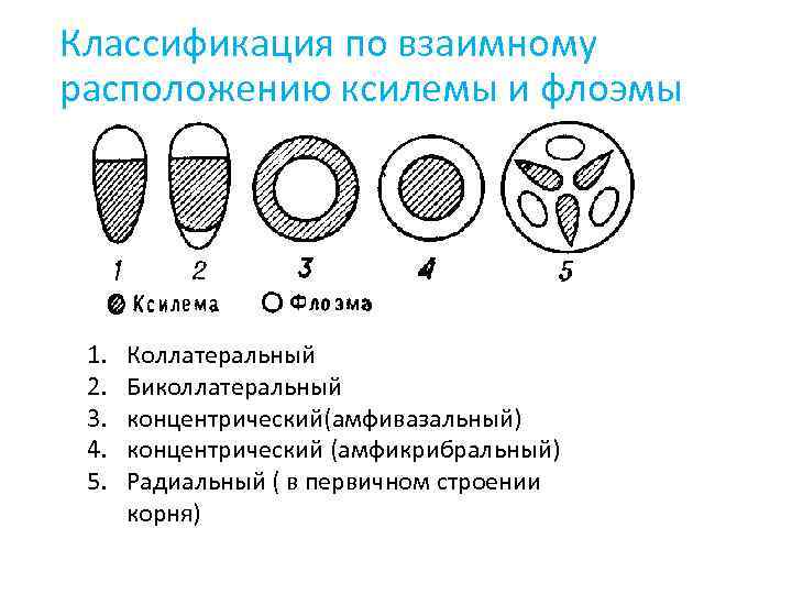 Характеристика флоэмы и ксилемы. Типы проводящих Пучков по расположению флоэмы и ксилемы. Расположение ксилемы и флоэмы. Проводящие пучки ксилемы и флоэмы. Как классифицируют пучки по расположению флоэмы и ксилемы.