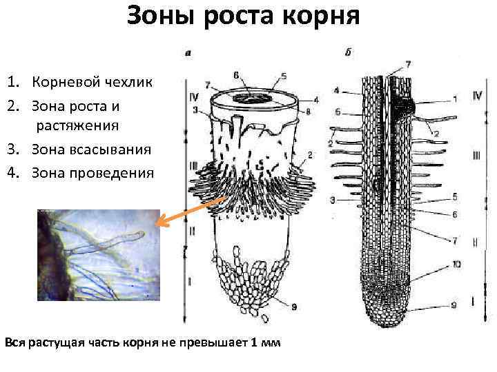 Зоны корня описание