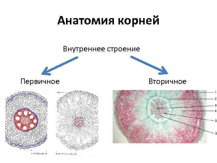 Анатомия корней Внутреннее строение Первичное Вторичное 