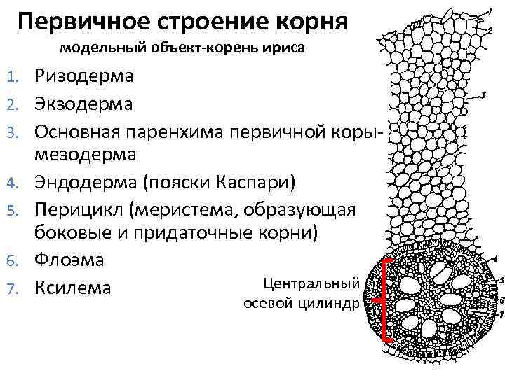 Первичное строение корня модельный объект-корень ириса 1. 2. 3. 4. 5. 6. 7. Ризодерма