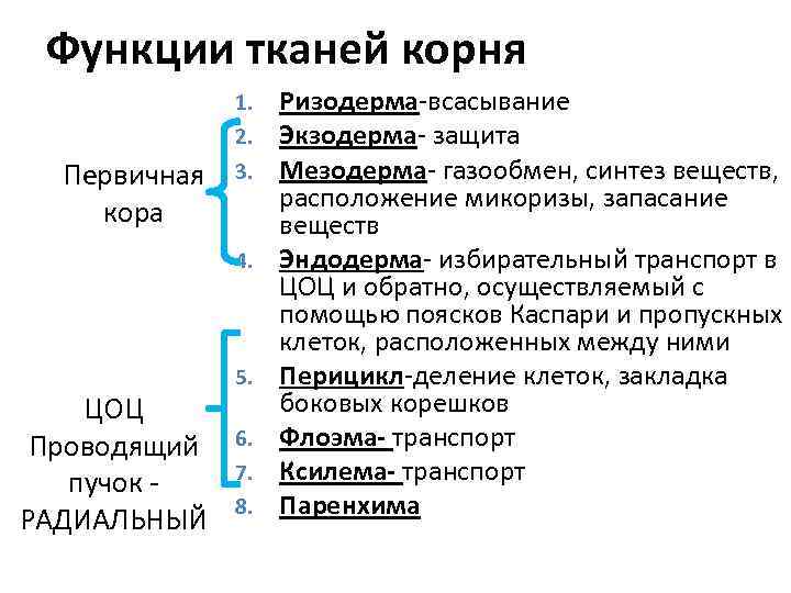 Функции тканей корня Первичная кора 1. 2. 3. 4. ЦОЦ Проводящий пучок - РАДИАЛЬНЫЙ