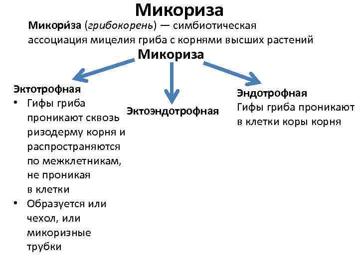 Микориза Микори за (грибокорень) — симбиотическая ассоциация мицелия гриба с корнями высших растений Микориза