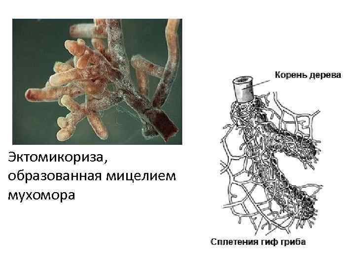 Эктомикориза, образованная мицелием мухомора 