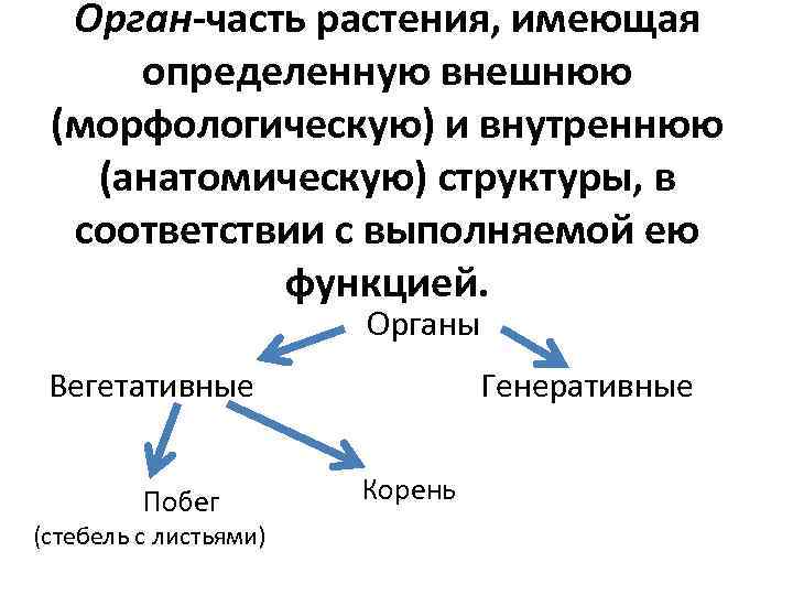 Орган-часть растения, имеющая определенную внешнюю (морфологическую) и внутреннюю (анатомическую) структуры, в соответствии с выполняемой