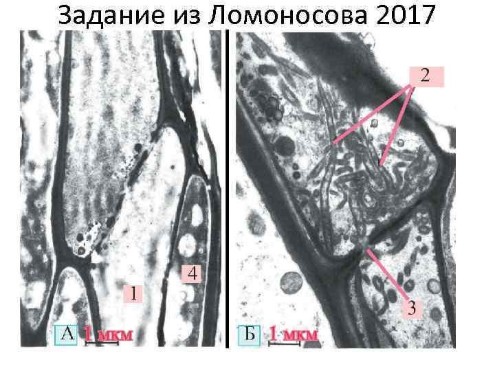 Задание из Ломоносова 2017 