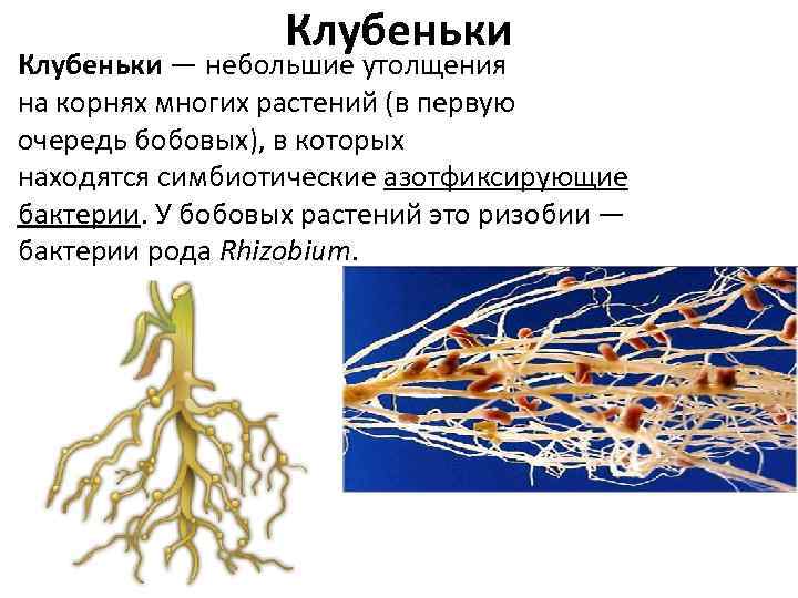 Клубеньки — небольшие утолщения на корнях многих растений (в первую очередь бобовых), в которых