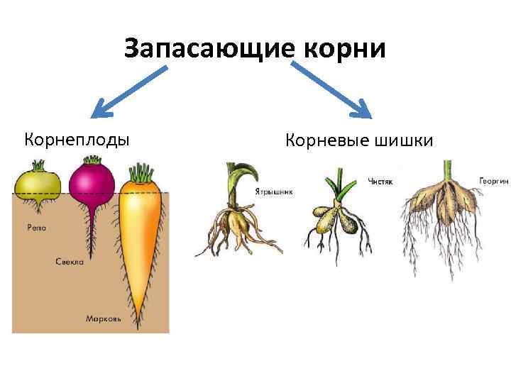 Запасающие корни Корнеплоды Корневые шишки 