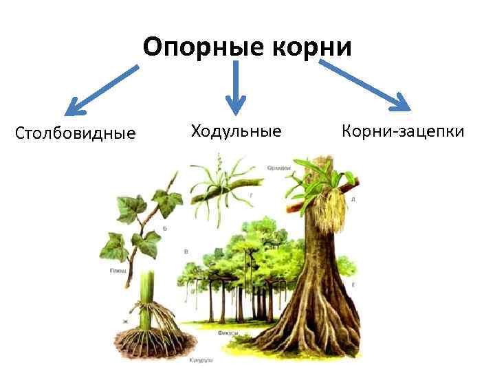 Опорные корни Столбовидные Ходульные Корни-зацепки 