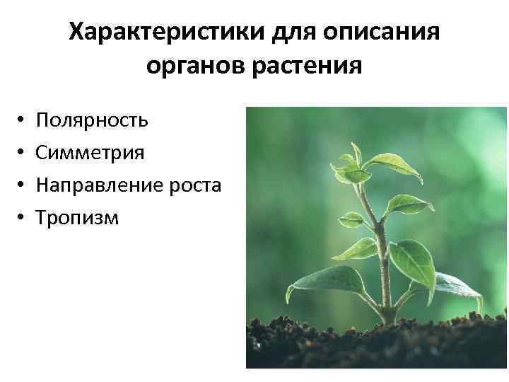 Характеристики для описания органов растения • • Полярность Симметрия Направление роста Тропизм 