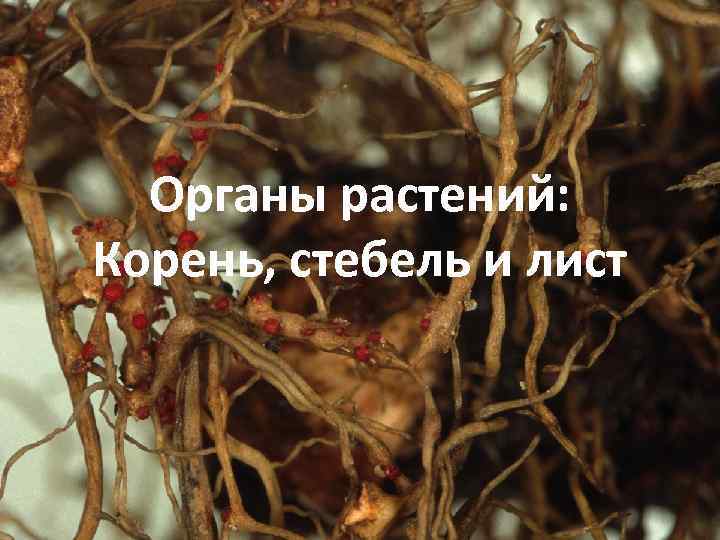 Органы растений: Корень, стебель и лист 